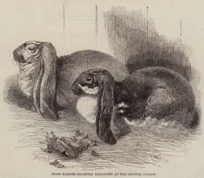 Lapins primés récemment exposés au Crystal Palace